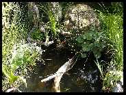 Teich 05.09_5.jpg