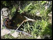 Teich 05.09_8.jpg