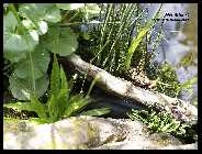 Teich 05.09_10.jpg