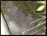 Teich 05.09_11.jpg