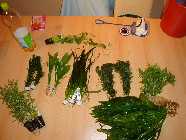 DSC00816-a.jpg