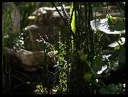 Teich 20.06.09_7.jpg