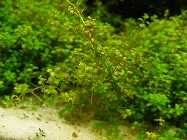 DSCF0062.jpg