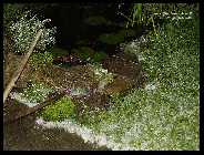 Hagel Juli 2009_1.jpg