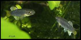 Aphanius fasciatus  1.jpg