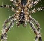 Spinne_crop_8x6.jpg