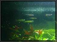 a_Rooky_P1140128.jpg