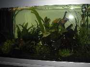 Aquarium 090-mod.jpg