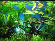 Aquarium 114-mod.jpg
