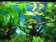Aquarium 116-mod.jpg