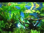 Aquarium 120-mod.jpg