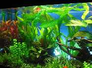 Aquarium 123-mod.jpg