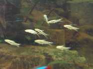 SDC11603.jpg