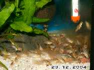 corys-verfressen1.jpg