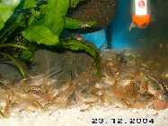 corys-verfressen-23.12.2004.jpg