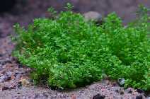 Hemianthus_callitrichoides_cuba.jpg