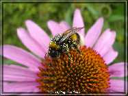 comp_CIMG0275a (3).jpg