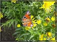 comp_CIMG0275b (15).jpg
