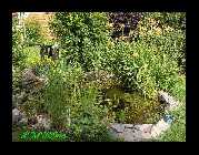 Teich2.jpg