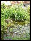 Teich1.jpg