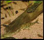 Parotocinclus plecos_jumbo  1.jpg