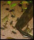 Parotocinclus plecos_jumbo  2.jpg