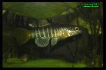 Aphanius fasciatus  1.jpg