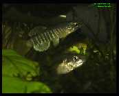 Aphanius fasciatus  3.jpg