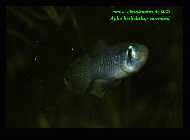 Aplocheilichthys normani  1.jpg