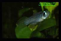 Aplocheilichthys normani  2.jpg