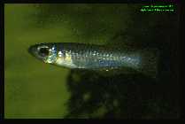 Aplocheilichthys normani  3.jpg
