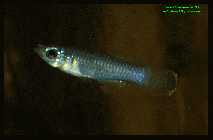 Aplocheilichthys normani  4.jpg