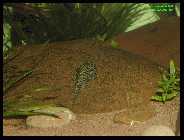 Sewellia lineolata  09.05.10 2.jpg