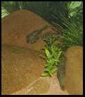 Sewellia lineolata  09.05.10 3.jpg
