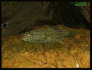 Sewellia lineolata 2.jpg