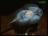 Sewellia lineolata 3.jpg