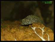 Sewellia lineolata 4.jpg