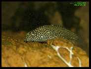 Sewellia lineolata 5.jpg