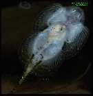Sewellia lineolata 8.jpg