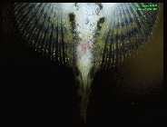 Sewellia lineolata 2.jpg