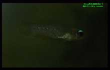 Aplocheilichthys normani 1.jpg