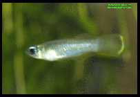Aplocheilichthys normani 2.jpg