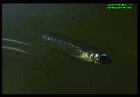 Aplocheilichthys normani 3.jpg