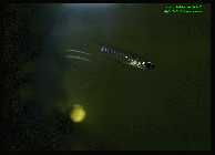 Aplocheilichthys normani 4.jpg