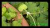 Dateiname : Bacopa_monnieri.jpg
Dateigröße : 77KB
Abmessungen : 860x480
hinzugefügt am : 17.Dezember 2009 Bacopa_monnieri.jpg