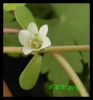 Bacopa monnieri 