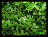 Bacopa Monnierie