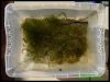 Dateiname : Danio_erythromicronlarven2.jpg
Dateigröße : 114KB
Abmessungen : 800x603
hinzugefügt am : 02.Februar 2012 Danio_erythromicronlarven2.jpg