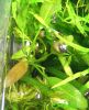 Dateiname : Echinodorus1.jpg
Dateigröße : 232KB
Abmessungen : 1024x1261
hinzugefügt am : 15.Mai 2009 Echinodorus1.jpg
