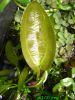 Dateiname : Echinodorus2.jpg
Dateigröße : 208KB
Abmessungen : 1024x1365
hinzugefügt am : 15.Mai 2009 Echinodorus2.jpg